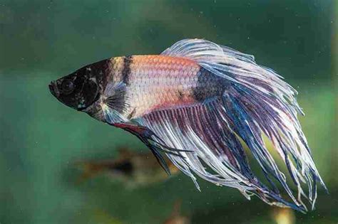 How To Tell If Your Betta Fish Is Dying Of Old Age Fish Keeping Academy