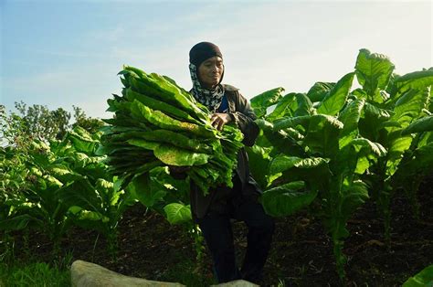 Ilocos Farmers Appeal For Aid After Rains Flood Tobacco Fields