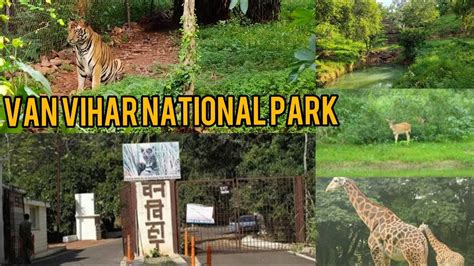 Van Vihar National Park In Bhopal Bhopal Zoo Best Outing In Bhopal