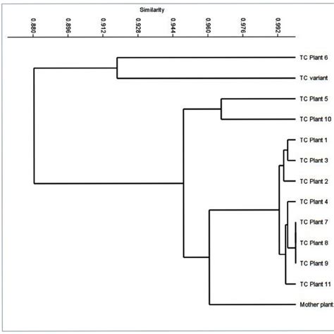 Dendrogram Generated Using The Unweighted Pair Group Method With