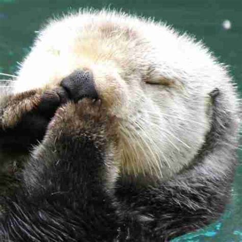 Sea Otter Foundation & Trust | Ensuring the survival of sea otters in ...