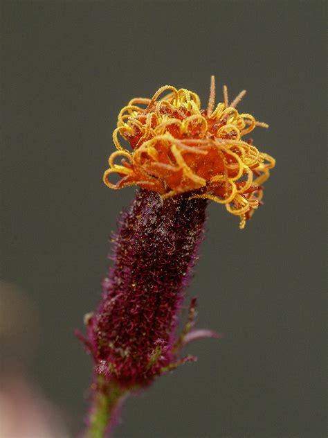 Purple Passion Plant Gynura Aurantiaca Plants To Grow Plants