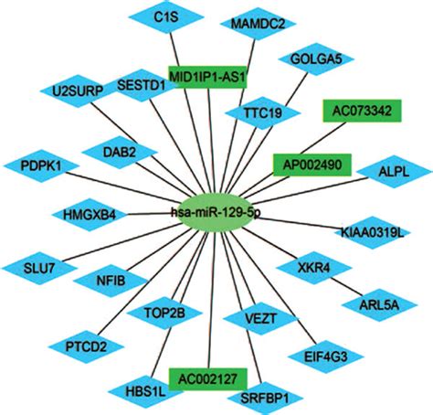 Critical Subnetworks Of LncRNAs MiRNAs MRNAs A LncRNA MiR 17 5p MRNA