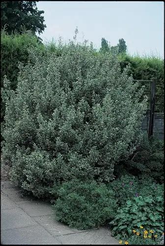 Rhamnus Alaternus Argenteovariegata Rhamnus Alaternus Variegata