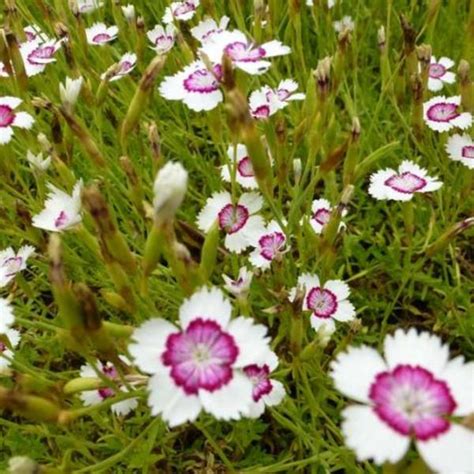 Dianthus Deltoides Arctic Fire Plantes Vivaces Acheter Des