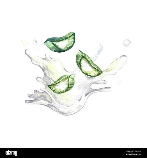 Aloe vera. Watercolor illustration. Sliced pieces of aloe vera falling ...