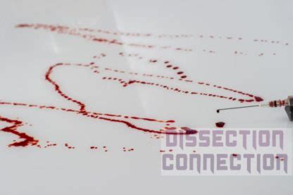 Simulated Blood - Dissection Connection