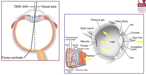 visual pathways flashcards quizlet