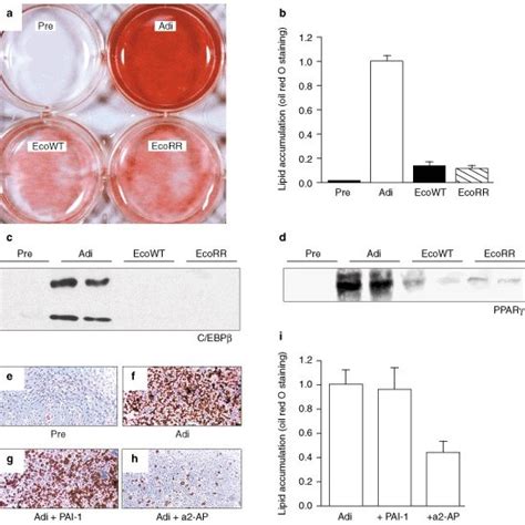 Inhibition Of Serine Proteases During Differentiation Of 3T3 L1 Cells