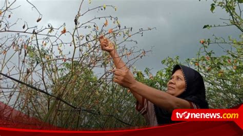 Dampak Cuaca Buruk Petani Cabai Di Temanggung Merugi Akibat Gagal Panen