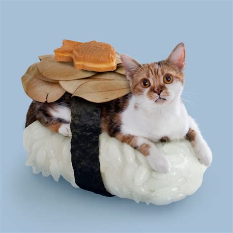 TandNPeanuts Sushi Cats – NoveltyStreet