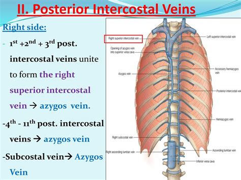 Posterior Intercostal Veins