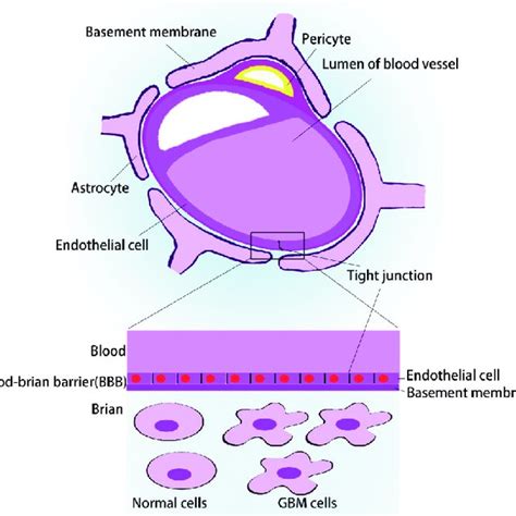 Blood Brain Barrier Download Scientific Diagram