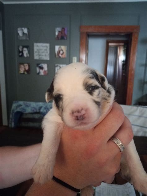 Australian Shepherd Puppies For Sale Adams MA 444384