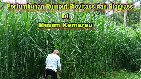 Rumput Bb Biogen Tumbuh Subur Dan Bagus Di Musim Kemarau Youtube