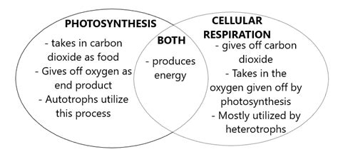 Filtration And Reabsorption Venn Diagram Photosynthesis And