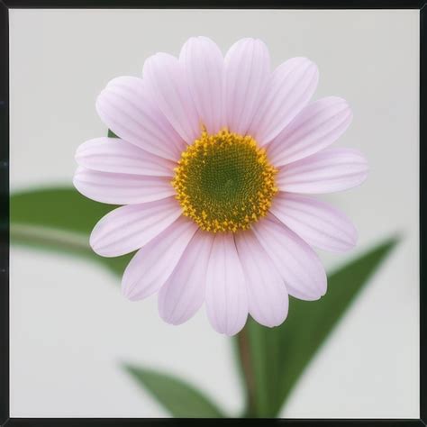 Premium Ai Image A Pink And White Flower With A Yellow Center And A