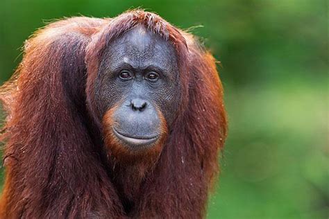 Bornean Orangutan Facts, Habitat, Diet, Life Cycle, Baby, Pictures