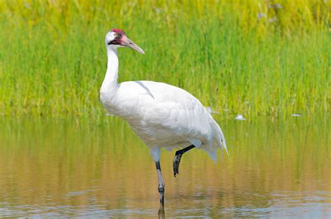 Ichabod Crane The Whooping Crane In Real Life By Ramonle On Deviantart