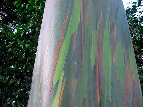 Seed Pack Rainbow Eucalyptus Tree 20 Seeds Eucalyptus Deglupta Smooth Colored Bark Tropical