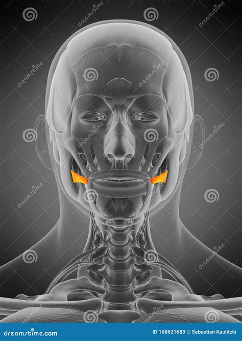 Anatomy Illustration Risorius Stock Illustration Illustration Of