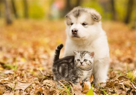 Cachorro e gato juntos 8 truques para melhorar a convivência e 30