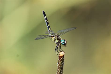 Micrathyria Hagenii Dragonfly Free Stock Photo Public Domain Pictures