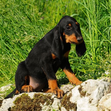 Chien courant italien prix caractère alimentation santé