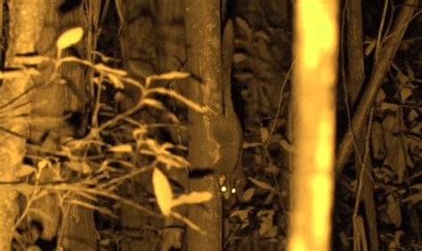 Threatened Species Detection Report Toolangi Feb 2023 Victorian