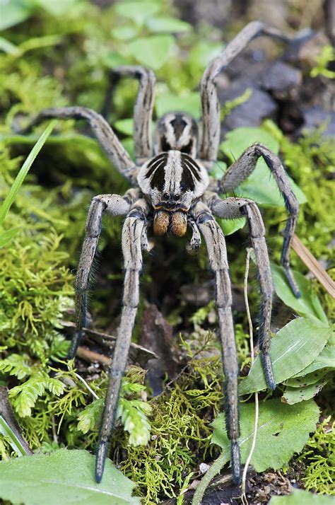 Wolf Spider Hogna Sp Male Mindo Photograph By James Christensen Pixels