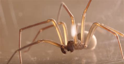 A Handy Guide To Brown Recluse Spiders For Phoenix Property Owners Atelier Yuwaciaojp