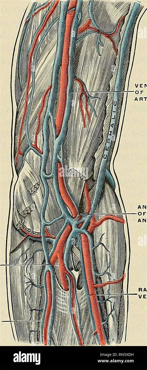 Brachial Artery Stock Photos And Brachial Artery Stock Images Alamy