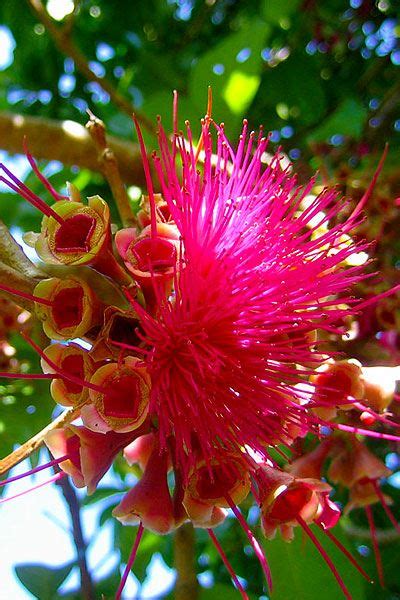 At Belize Botanic Gardens Were All About Plants Our Job Is To Protect