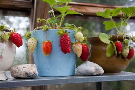Growing Strawberries In Containers Strawberry Plants