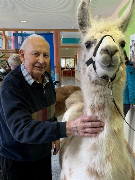 Lamas Und Alpakas F R Das Seniorenheim Buchen Orenda Ranch Institut