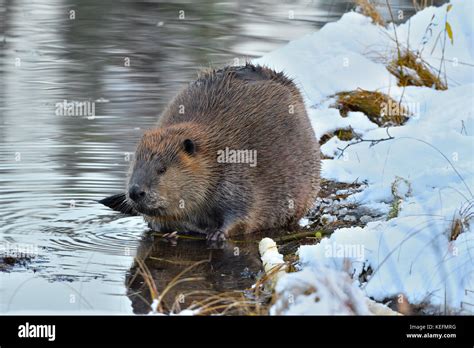 Beaver In Snow Hi Res Stock Photography And Images Alamy