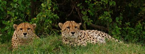 5 Days Ol Pejeta Lake Nakuru And Maasai Mara Safari Rustic Nature Tours