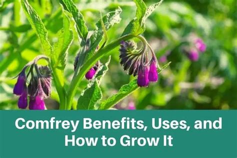 Comfrey Benefits Uses And How To Grow It Our Inspired Roots