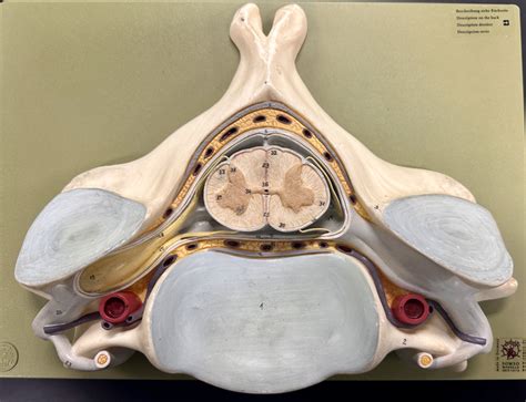 Spinal Cord Nerve Diagram Quizlet