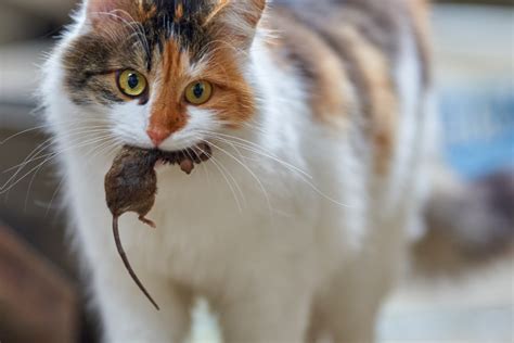 I gatti mangiano i topi avvelenati Cosa può accadere