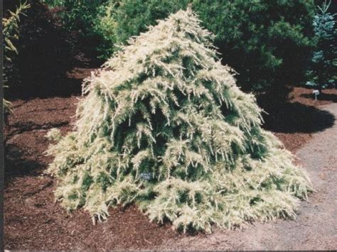 Cedrus Deodara Silver Mist Silver Mist Deodar Cedar Conifer