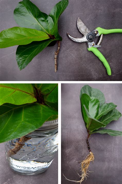 How To Propagate A Fiddle Leaf Fig Tree South Lumina Style Fiddle