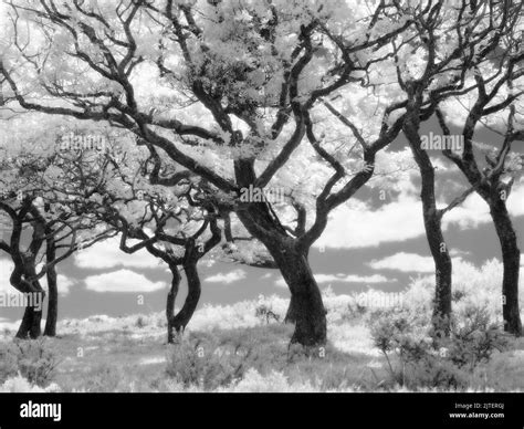 Black And White Infrared Photograph Of Oak Trees On The Quantock Hills National Landscape