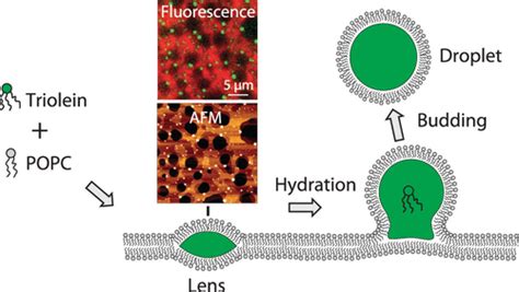 Lens Nucleation And Droplet Budding In A Membrane Model For Lipid