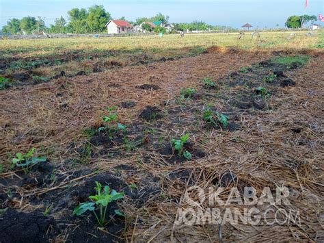 Cuaca Tak Menentu Petani Semangka Di Megaluh Jombang Resah Kabar Jombang