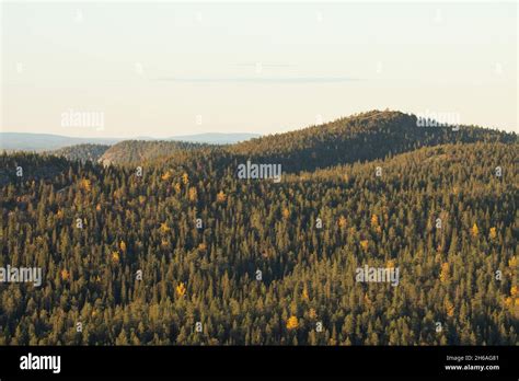 Mainly Coniferous Taiga Forest Covering The Hills Of Valtavaara Near