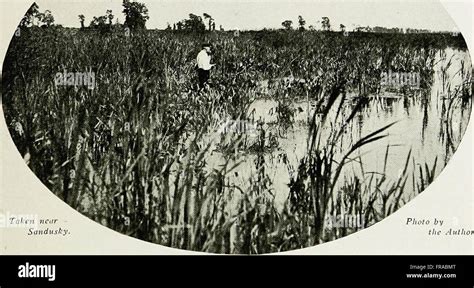 The Birds Of Ohio A Complete Scientific And Popular Description Of The