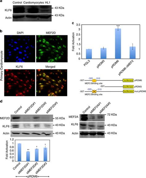 MEF2 Regulates KLF6 Expression In Cardiomyocytes A KLF6 Protein Is