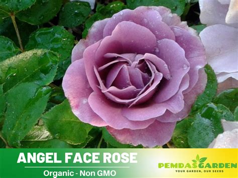 30 Seeds Angel Face Floribunda Perennial Rose Seeds 1023 EBay