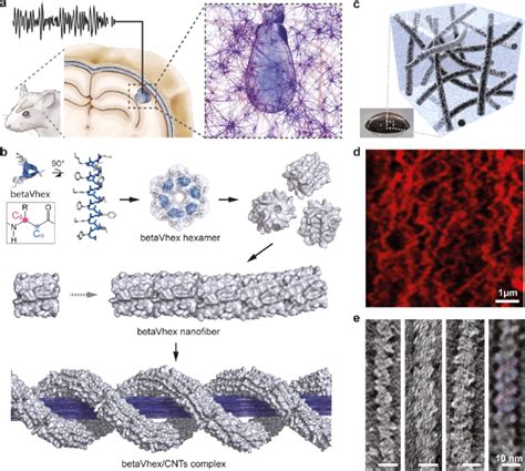 Supramolecular Peptide Based Hydrogel A Schematic Illustration Of